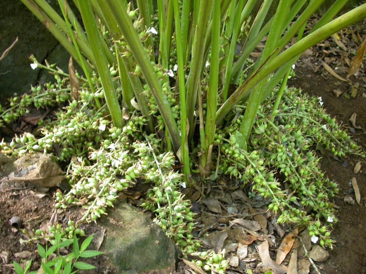 דירות Anachal Mistica Munnar מראה חיצוני תמונה