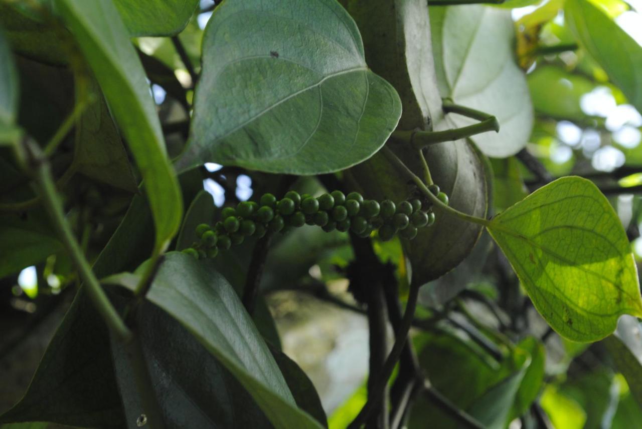 דירות Anachal Mistica Munnar מראה חיצוני תמונה