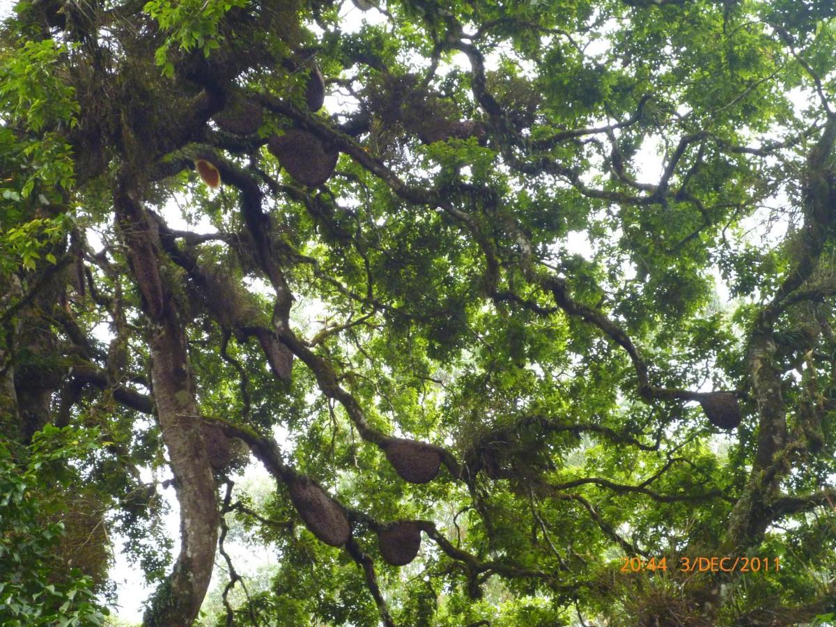 דירות Anachal Mistica Munnar מראה חיצוני תמונה