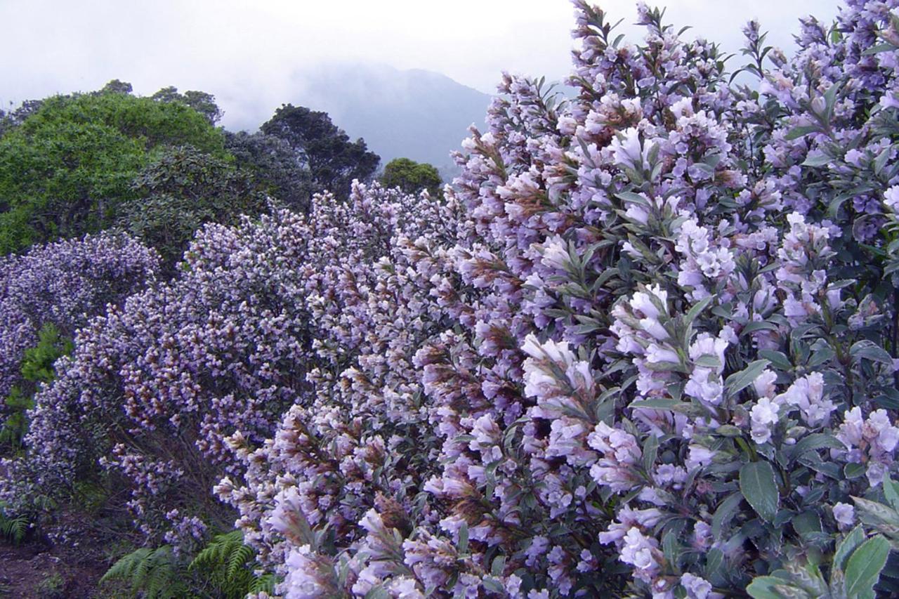 דירות Anachal Mistica Munnar מראה חיצוני תמונה