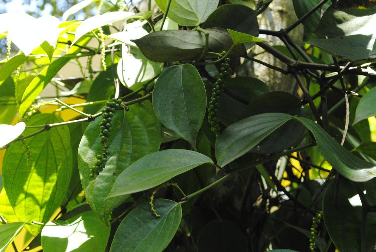 דירות Anachal Mistica Munnar מראה חיצוני תמונה